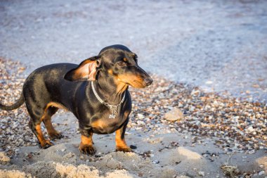 Seyahat et, genç siyah dachshund, suyun yanında dur, havayı kokla, kulakları rüzgarda uçuşan kumsalda, kumsalda, yalnız, denize bakan, kumlara bakan, güzel, tasmalı, sahibini bekleyen, tatil, rahatlama, okyanus, yaz