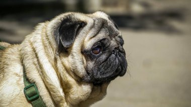 pug namlu, kum köpeği, bakımlı, safkan, portre, genç, profil, güneş, hayvan, yürüyüş, şirin, komik, kahverengi