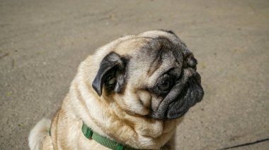 pug namlu, kum köpeği, bakımlı, safkan, portre, genç, profil, güneş, hayvan, yürüyüş, şirin, komik, kahverengi