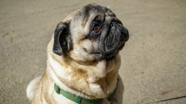 pug namlu, kum köpeği, bakımlı, safkan, portre, genç, profil, güneş, hayvan, yürüyüş, şirin, komik, kahverengi