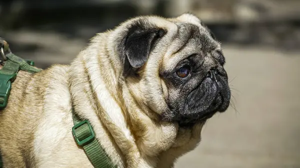 pug namlu, kum köpeği, bakımlı, safkan, portre, genç, profil, güneş, hayvan, yürüyüş, şirin, komik, kahverengi