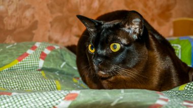 kahverengi kedi, Avrupalı burmalı, avlanan, pusuda bekliyor, büyük gözler, sarı gözlü, safkan, evde, güzel, bakımlı, cins, sevimli, evcil hayvan, arkadaş, siyah, portre, genç, bıyıklı