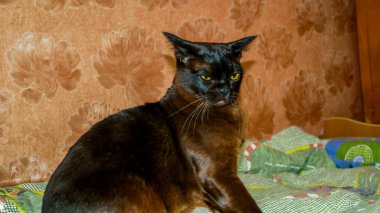 Kahverengi kedi, kanepede oturuyor, kızgın, oynuyor, şaşı gözler, Avrupalı Birmanlar, güzel yüz, başka tarafa bakıyor, güzel, bakımlı, melez, sevimli, evcil, evcil, arkadaş,