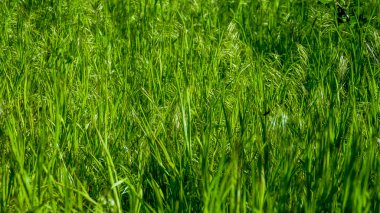 Çayırdaki çimenler, mor dikenler, kırmızı fescue, ince bacaklı, yoğun büyüyen yeşil yapraklar, bol, park, bahçe, çayır, yürüyüş, yakın plan, yeşil arka plan, yaz, bitki, tazelik, doku, açık hava