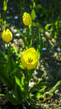 bahar laleleri, sarı çiçekler, güneşle aydınlanan, narin yapraklar, çiçek açmış, yeşil yapraklar, bol bol, parkta, bahçede, yürüyüş, çiçek, yakın çekim