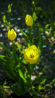 bahar laleleri, sarı çiçekler, güneşle aydınlanan, narin yapraklar, çiçek açmış, yeşil yapraklar, bol bol, parkta, bahçede, yürüyüş, çiçek, yakın çekim