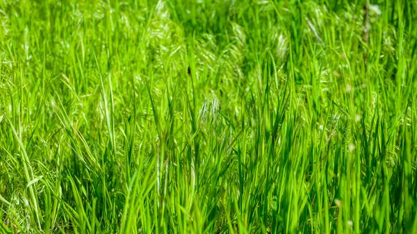 Çayırdaki çimenler, mor dikenler, kırmızı fescue, ince bacaklı, yoğun büyüyen yeşil yapraklar, bol, park, bahçe, çayır, yürüyüş, yakın plan, yeşil arka plan, yaz, bitki, tazelik, doku, açık hava