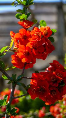 Chaenomeles, Japon ayva, büyük pembe çiçekler, narin taç yaprakları, makro, yakın plan, bol bol çiçek açan dallar, parlak bahar, güneş, bahçe, park, çiçek, doğa, seyahat, yakın plan