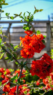Chaenomeles, Japon ayva, büyük pembe çiçekler, narin taç yaprakları, bol bol çiçek açan dallar, parlak, bahar, güneş, bahçe, park, çiçek, doğa, seyahat