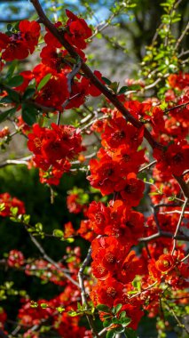 Chaenomeles, Japon ayva, büyük pembe çiçekler, narin taç yaprakları, bol bol çiçek açan dallar, parlak, bahar, güneş, bahçe, park, çiçek, doğa, seyahat