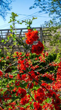 Chaenomeles, Japon ayva, büyük pembe çiçekler, narin taç yaprakları, bol bol çiçek açan dallar, parlak, bahar, güneş, bahçe, park, çiçek, doğa, seyahat