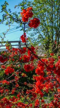 Chaenomeles, Japon ayva, büyük pembe çiçekler, narin taç yaprakları, bol bol çiçek açan dallar, parlak, bahar, güneş, bahçe, park, çiçek, doğa, seyahat