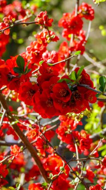 Chaenomeles, Japon ayva, büyük pembe çiçekler, narin taç yaprakları, bol bol çiçek açan dallar, parlak, bahar, güneş, bahçe, park, çiçek, doğa, seyahat