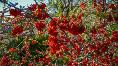 Chaenomeles, Japon ayva, büyük pembe çiçekler, narin taç yaprakları, bol bol çiçek açan dallar, parlak, bahar, güneş, bahçe, park, çiçek, doğa, seyahat