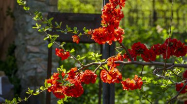 Chaenomeles, Japon ayva, büyük pembe çiçekler, narin taç yaprakları, bol bol çiçek açan dallar, parlak, bahar, güneş, bahçe, park, çiçek, doğa, seyahat