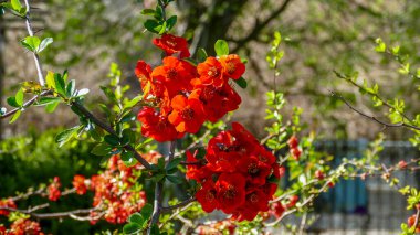 Chaenomeles, Japon ayva, büyük pembe çiçekler, narin taç yaprakları, bol bol çiçek açan dallar, parlak, bahar, güneş, bahçe, park, çiçek, doğa, seyahat