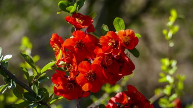 Chaenomeles, Japon ayva, büyük pembe çiçekler, narin taç yaprakları, makro, yakın plan, bol bol çiçek açan dallar, parlak bahar, güneş, bahçe, park, çiçek, doğa, seyahat, yakın plan