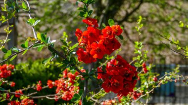 Chaenomeles, Japon ayva, büyük pembe çiçekler, narin taç yaprakları, bol bol çiçek açan dallar, parlak, bahar, güneş, bahçe, park, çiçek, doğa, seyahat