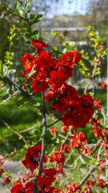 Chaenomeles, Japon ayva, büyük pembe çiçekler, narin taç yaprakları, bol bol çiçek açan dallar, parlak, bahar, güneş, bahçe, park, çiçek, doğa, seyahat