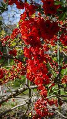 Chaenomeles, Japon ayva, büyük pembe çiçekler, narin taç yaprakları, bol bol çiçek açan dallar, parlak, bahar, güneş, bahçe, park, çiçek, doğa, seyahat