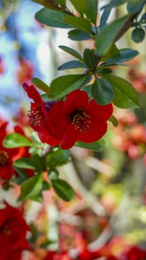 Chaenomeles, Japon ayva, büyük pembe çiçekler, narin taç yaprakları, makro, yakın plan, bol bol çiçek açan dallar, parlak bahar, güneş, bahçe, park, çiçek, doğa, seyahat, yakın plan