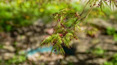 Genç yapraklar ve tomurcuklar, ağaç dalları, Japon akçaağacı, bahar, bulanık bir arka plan, genç, hassas filizler, seyahat, doğa,