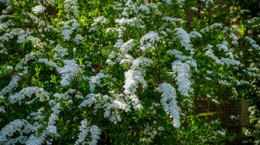 beyaz çiçekler, uzun dallarda, spirea çalıları, okçu, thunberg, yeşil yapraklar ve tomurcuklar, bahar, bol bol çiçek, genç, hassas filizler, seyahat, park, doğa, çiçek, yakın plan