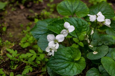 Viola kanadensis, Violet, beyaz çiçekler, yakın plan, bahar, narin taç yaprakları, bol bol çiçek, makro, mavi merkezler, bahçe, çayırlık, orman açıklığı, yeşil yapraklar.
