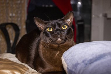 kahverengi kedi, yatakta uzanıyor, oynuyor, oyuncak, yastık, üreyen Avrupa burmalılarının arkasına saklanıyor, büyük gözler, sarı gözlü, evde, güzel, uzun bıyıklı, sevimli, evcil hayvan, arkadaş, siyah, portre, genç, yakın plan