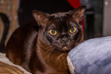 kahverengi kedi, yatakta uzanıyor, oynuyor, oyuncak, yastık, üreyen Avrupa burmalılarının arkasına saklanıyor, büyük gözler, sarı gözlü, evde, güzel, uzun bıyıklı, sevimli, evcil hayvan, arkadaş, siyah, portre, genç, yakın plan