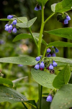 Arı, yaban arısı nektar toplar, mavi çiçekler, küçük çanlar, kuş, papağan çiçekleri bol bol, geniş yaprak, tüylü gövde, bahar yeşilliği, doğa, çayır, orman açıklığı, bahçe, yakın çekim, makro, çiçek