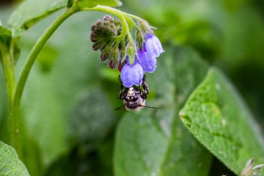 Arı, yaban arısı nektar toplar, mavi çiçekler, küçük çanlar, kuş, papağan çiçekleri bol bol, geniş yaprak, tüylü gövde, bahar yeşilliği, doğa, çayır, orman açıklığı, bahçe, yakın çekim, makro, çiçek