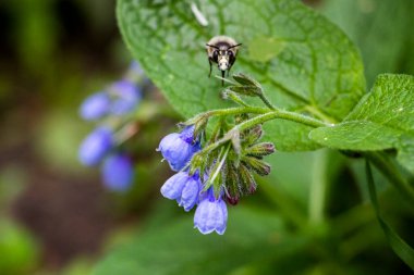 Arı, yaban arısı nektar toplar, mavi çiçekler, küçük çanlar, kuş, papağan çiçekleri bol bol, geniş yaprak, tüylü gövde, bahar yeşilliği, doğa, çayır, orman açıklığı, bahçe, yakın çekim, makro, çiçek