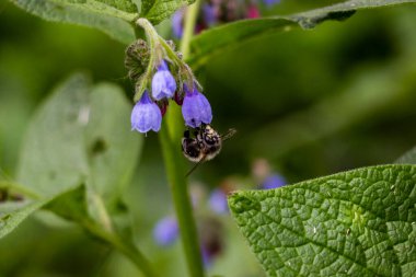 Arı, yaban arısı nektar toplar, mavi çiçekler, küçük çanlar, kuş, papağan çiçekleri bol bol, geniş yaprak, tüylü gövde, bahar yeşilliği, doğa, çayır, orman açıklığı, bahçe, yakın çekim, makro, çiçek