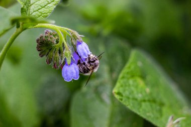Arı, yaban arısı nektar toplar, mavi çiçekler, küçük çanlar, kuş, papağan çiçekleri bol bol, geniş yaprak, tüylü gövde, bahar yeşilliği, doğa, çayır, orman açıklığı, bahçe, yakın çekim, makro, çiçek