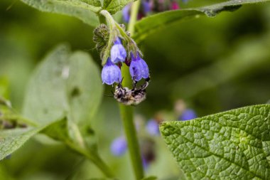 Arı, yaban arısı nektar toplar, mavi çiçekler, küçük çanlar, kuş, papağan çiçekleri bol bol, geniş yaprak, tüylü gövde, bahar yeşilliği, doğa, çayır, orman açıklığı, bahçe, yakın çekim, makro, çiçek