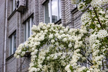 beyaz küçük çiçekler, kızılötesi tartışmalar, Spiraea arguta, güzel çiçek açan, süs çalı, bol bol, küçük yapraklı, uzun saplı, bahar yeşilliği, şehirde doğa, çayır, çiçek açan, tuğla bir evin arka planı,