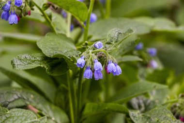  Mavi çiçekler, küçük çanlar, papatya çiçekleri, geniş yapraklar, tüylü gövde, bahar yeşilliği, doğa, çayır, orman açıklığı, bahçe, yakın plan, makro, çiçek.