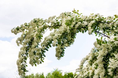 Beyaz küçük çiçekler, kızılötesi tartışmalar, güzel çiçekli çalı, bol bol, küçük yapraklı, uzun saplı, ilkbahar yeşilliği, şehirde doğa, çayır, çiçek, gökyüzü 