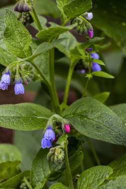  Mavi çiçekler, küçük çanlar, papatya çiçekleri, geniş yapraklar, tüylü gövde, bahar yeşilliği, doğa, çayır, orman açıklığı, bahçe, yakın plan, makro, çiçek.