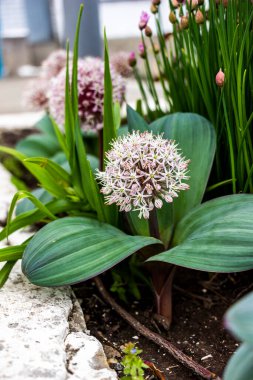 Orijinal çiçek, Allium karataviense, süslemeli soğan, çiçek, makro, yakın plan, hassas küçük yapraklar, beyaz-pembe, küresel, popüler, arka plan soğan-tribulca, güzel bir şekilde çiçek açan, bahçe, bahçe, çayır, bahar, gün, gün