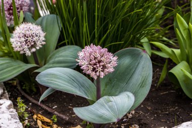 Orijinal çiçek, Allium karataviense, süslemeli soğan, çiçek açan, narin küçük yapraklar, beyaz-pembe, küresel, popüler, yakın plan, bahçe, çayır, bahar, gün, gün