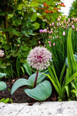 Orijinal çiçek, Allium karataviense, süs soğanı, laleler, bir çiçek tarhında, çiçek açan, yakın plan, hassas küçük yapraklar, beyaz-pembe, küresel, popüler, arka plan soğan-tribulca, güzel çiçek açan, bahçe, çayır, bahar, 