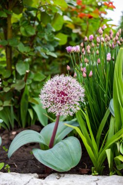 Orijinal çiçek, Allium karataviense, süslemeli soğan, çiçek, makro, yakın plan, hassas küçük yapraklar, beyaz-pembe, küresel, popüler, arka plan soğan-tribulca, güzel bir şekilde çiçek açan, bahçe, bahçe, çayır, bahar, gün, gün