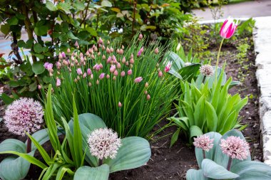 Orijinal çiçek, Allium karataviense, süs soğanı, laleler, bir çiçek tarhında, çiçek açan, yakın plan, hassas küçük yapraklar, beyaz-pembe, küresel, popüler, arka plan soğan-tribulca, güzel çiçek açan, bahçe, çayır, bahar, 