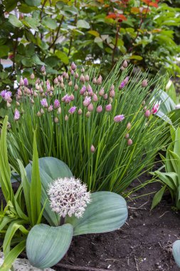 Orijinal çiçek, Allium karataviense, süs soğanı, laleler, bir çiçek tarhında, çiçek açan, yakın plan, hassas küçük yapraklar, beyaz-pembe, küresel, popüler, arka plan soğan-tribulca, güzel çiçek açan, bahçe, çayır, bahar, 