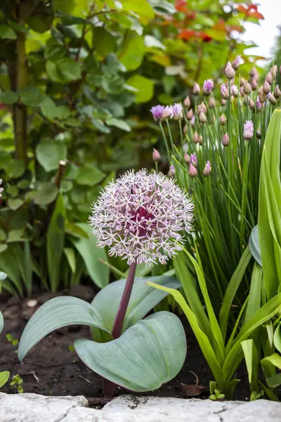 Orijinal çiçek, Allium karataviense, süslemeli soğan, çiçek, makro, yakın plan, hassas küçük yapraklar, beyaz-pembe, küresel, popüler, arka plan soğan-tribulca, güzel bir şekilde çiçek açan, bahçe, bahçe, çayır, bahar, gün, gün