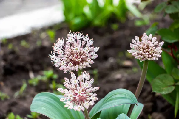 Orijinal çiçek, Allium karataviense, süslemeli soğan, çiçek açan, güzel açan, narin küçük yapraklar, beyaz-pembe, küresel, popüler, makro, yakın plan, bahçe, çayır, bahar, gün