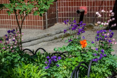 çok renkli çiçekler, yeşil çimenler, mavi çanlar, kırmızı laleler, çiçek tarhında, evin bahçesinde, iskan alanında, güneşli, çit, çiçek, bahçıvanlık