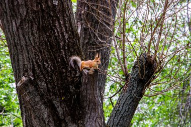 kırmızı sincap, büyük ağaçta, tüylü kuyruk, parlak gözler, oturuyor, meraklı, sokak, bahçe, bahar, yeşillik, park, açık hava, şehir, şehir, tırmanma, kahverengi, vahşi yaşam, hayvan, kemirgen, orman
